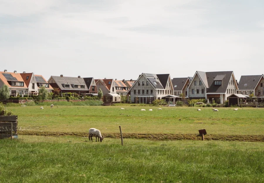 Schapen oude doos