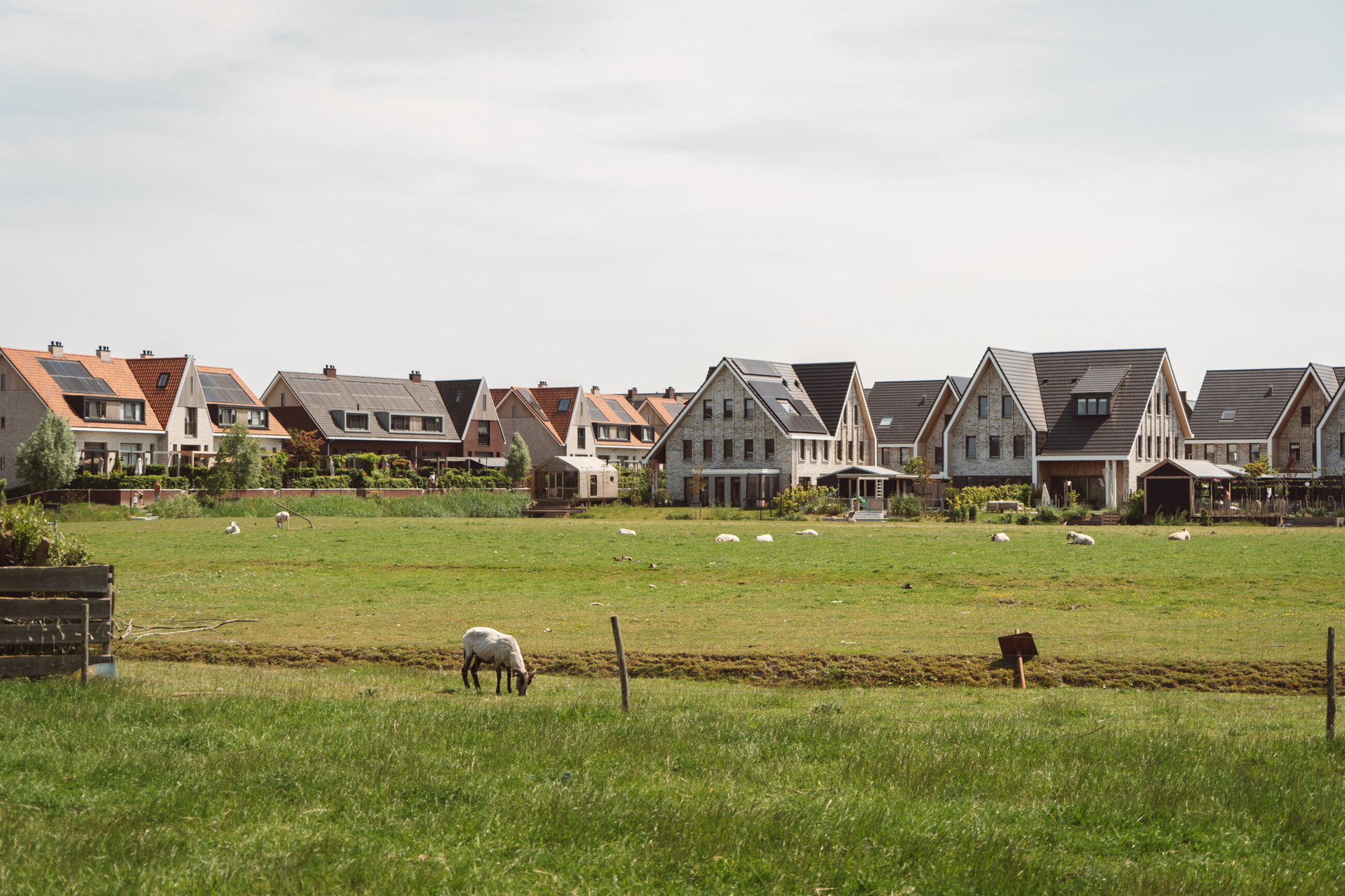 Schapen oude doos